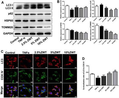 Zhen-Wu-Tang Induced Mitophagy to Protect Mitochondrial Function in Chronic Glomerulonephritis via PI3K/AKT/mTOR and AMPK Pathways